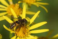 Helophilus pendulus