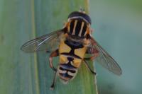 Helophilus pendulus