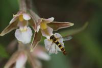 Sphaerophoria scripta