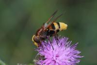 Volucella zonaria
