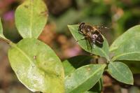 Eristalis tenax