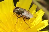 Stomorhina lunata