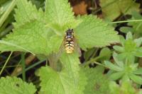 Chrysotoxum cautum
