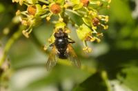 Mesembrina meridiana