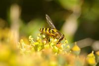 Syrphus ribesii