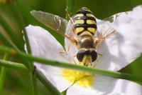 Eupeodes corollae
