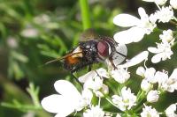 Clairvillia biguttata