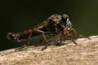 Neomochtherus geniculatus