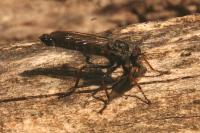 Neomochtherus geniculatus