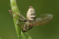 Scathophaga stercoraria