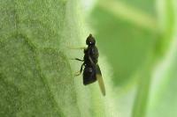 Pachygaster atra