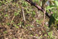 Tipula vittata