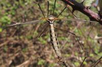 Tipula vittata