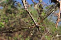 Tipula vittata