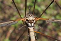 Tipula vittata