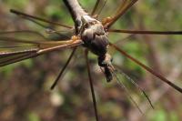 Tipula vittata