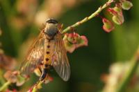 Rhagio tringarius