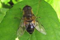 Eristalis similis