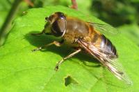 Eristalis similis