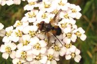 Ectophasia crassipennis