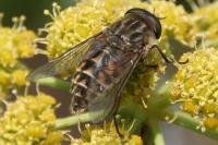 Tabanus bromius