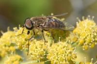 Tabanus bromius
