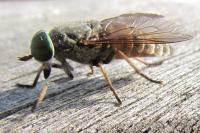 Tabanus tergestinus