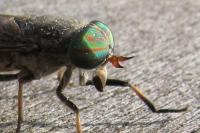 Tabanus tergestinus