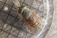 Tabanus tergestinus