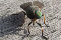 Tabanus tergestinus