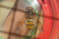 Volucella inanis