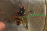 Volucella inanis