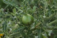 Urophora cardui