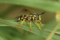 Chrysotoxum festivum