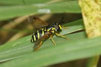 Chrysotoxum festivum