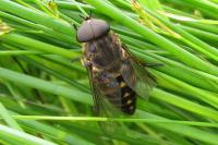 Tabanus sudeticus