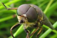 Tabanus sudeticus