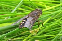 Tabanus sudeticus