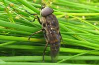 Tabanus sudeticus