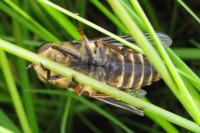 Tabanus sudeticus