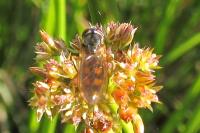 Melanostoma mellinum