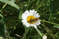 Myathropa florea