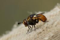 Gymnosoma