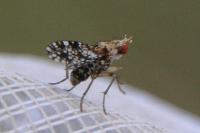 Trypetoptera punctulata