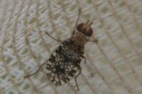 Trypetoptera punctulata