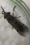 Haematopota pluvialis