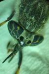 Haematopota pluvialis