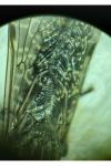 Haematopota pluvialis
