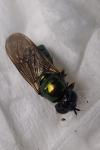 Chloromyia formosa
