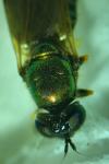 Chloromyia formosa